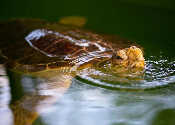Melek Paradise Villa